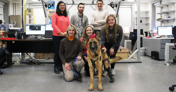 Cutting-Edge Prosthetic for Disabled Dogs