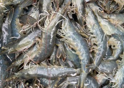 Vietnam Sustainable Shrimp Farming