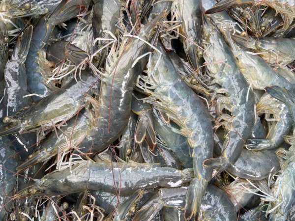 Vietnam Sustainable Shrimp Farming